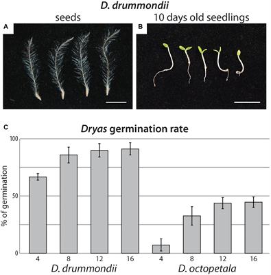 Dryas as a Model for Studying the Root Symbioses of the Rosaceae